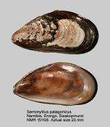 Semimytilus patagonicus (3)